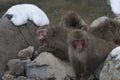 Group of Japanese macaque or snow monkeys, Macaca fuscata , sitting on rock of hot spring, one with mouth open showing teeth. J