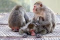 Group of Japanese macaques relaxing Royalty Free Stock Photo