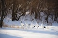 Group of Japanese Red Crowned Cranes in Winter at Tsurui Ito Tancho Crane Sanctuary