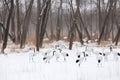 Group of Japanese Red Crowned Cranes in Winter at Tsurui Ito Tancho Crane Sanctuary