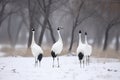 Group of Japanese Red Crowned Cranes in Winter at Tsurui Ito Tancho Crane Sanctuary