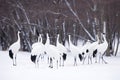 Group of Japanese Red Crowned Cranes in Winter at Tsurui Ito Tancho Crane Sanctuary