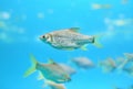 Group of Java barb fish Barbonymus gonionotus swimming in aquarium Royalty Free Stock Photo
