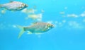 Group of Java barb fish Barbonymus gonionotus swimming in aquarium Royalty Free Stock Photo