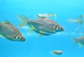 Group of Java barb fish Barbonymus gonionotus swimming in aquarium Royalty Free Stock Photo