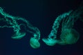 Group of jellifish South american sea nettle, Chrysaora plocamia swimming in dark water of aquarium