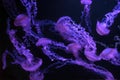 Group of jellifish South american sea nettle, Chrysaora plocamia swimming in dark water of aquarium