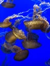 Jellyfish swimming together Royalty Free Stock Photo