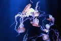 Group of jellyfish on dark background