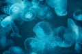 Group of Jellyfish Royalty Free Stock Photo