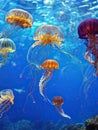 A group of jellyfish swim in an aquarium with blue water and bubbles in the background, with a blue sky. Generated AI Royalty Free Stock Photo