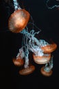 Group of jellyfish on dark background