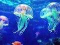 A group of jellyfish swimming together in an aquarium in water with blue and green lighting. Generated AI Royalty Free Stock Photo