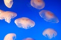 Group of jellyfishes Royalty Free Stock Photo