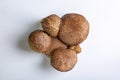 Group of jersey cow mushrooms on a white background close-up. View from above. Horizontal orientation. High quality Royalty Free Stock Photo