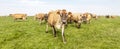 Jersey cows grazing in the pasture, peaceful and sunny in Dutch Friesian landscape Royalty Free Stock Photo