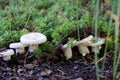 Group of joung Lactarius Piperatus Royalty Free Stock Photo