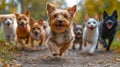 A group of joyful dogs and a cat running together in a lush park Royalty Free Stock Photo