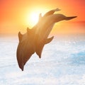 Group of jumping dolphins Royalty Free Stock Photo