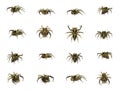 Group of Jumping spider isolated on white background. Royalty Free Stock Photo