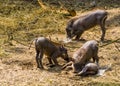 Group of juvenile common warthogs playing together, tropical wild pig specie from Africa