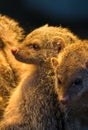 Group Of Juvenile Mongooses
