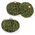 Group of Kabocha winter squash pumpkins. Clipart.