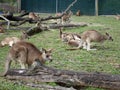 Group of kangaroos... Australia Royalty Free Stock Photo