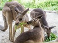 Group of kangaroos feeding in the park Royalty Free Stock Photo