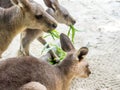Group of kangaroos feeding in the park Royalty Free Stock Photo