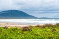 Group of kangaroos grazing Royalty Free Stock Photo