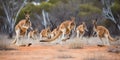 A group of kangaroos hopping through the australian outback, concept of Wildlife migration, created with Generative AI