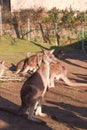 Group of kangaroos in a natural outdoor setting