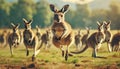 Group of kangaroos in nature. Kangaro herd outdoor .ai generated Royalty Free Stock Photo