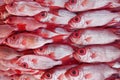 Group of Kapok fish, bigeye Royalty Free Stock Photo