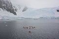 Group of kayakers by a glacier, Antarctic Peninsula