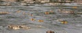 A group of kayakers are kayaking in Potomac river together.