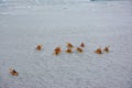 Group of kayakers by a glacier, Antarctic Peninsula