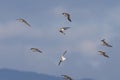 Group of Kentish plovers and Dunlins flying n the Blue Sky over Mountains