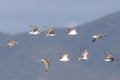 Group of Kentish plovers and Dunlins flying n the Blue Sky over Mountains