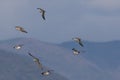Group of Kentish plovers and Dunlins flying n the Blue Sky over Mountains