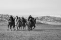 Camel race competition during the Golden Eagle Festival held in the winter in Ulgi Mongolia Royalty Free Stock Photo