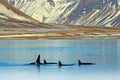 Group of killer whale near the Iceland mountain coast during winter. Orcinus orca in the water habitat, wildlife scene from nature