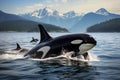 A group of killer whales jumps out of the water in the Arctic sea with mountains in the background Royalty Free Stock Photo