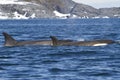 Group of killer whales swimming along one of the Antarctic Royalty Free Stock Photo