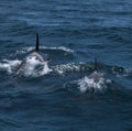 A group of Killer Whales swimming in the sea of Okhotsk near the Shiretoko Peninsula