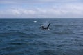 A group of Killer Whales swimming in the sea of Okhotsk near the Shiretoko Peninsula