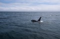 A group of Killer Whales swimming in the sea of Okhotsk near the Shiretoko Peninsula