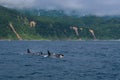 A group of Killer Whales swimming in the sea of Okhotsk near the Shiretoko Peninsula