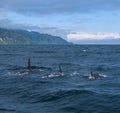 A group of Killer Whales swimming in the sea of Okhotsk near the Shiretoko Peninsula